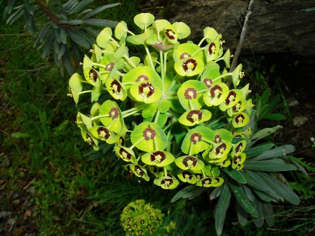 LECHETRENZA MACHO: Euphorbia characias