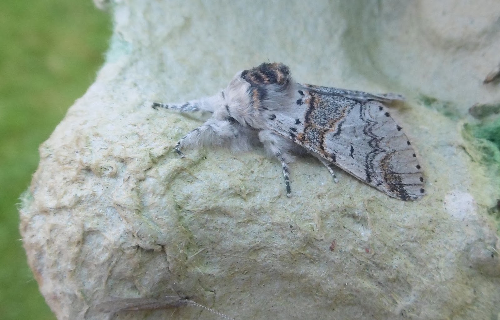 Martin's Moths The moths just keep coming