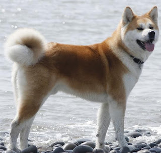 razas de perros grandes akita inu