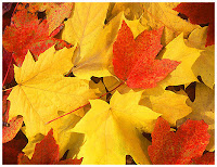 Fall Cleanups Stoneham MA