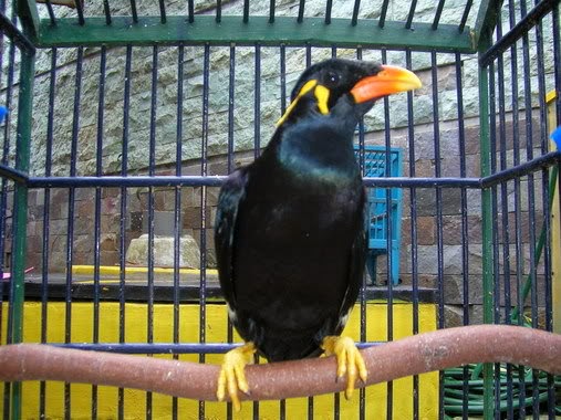 AGUS MURAI ONLINE: JUAL BURUNG BEO