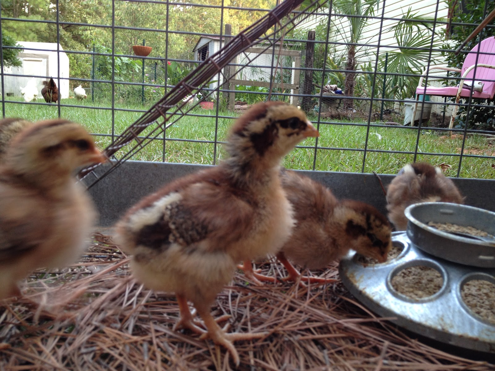 Becky's Barnyard Welsummer Baby Chicks