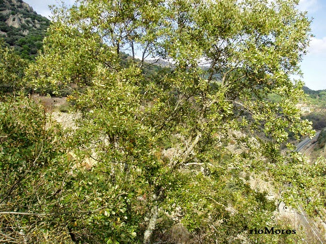 QUEJIGO: Quercus faginea