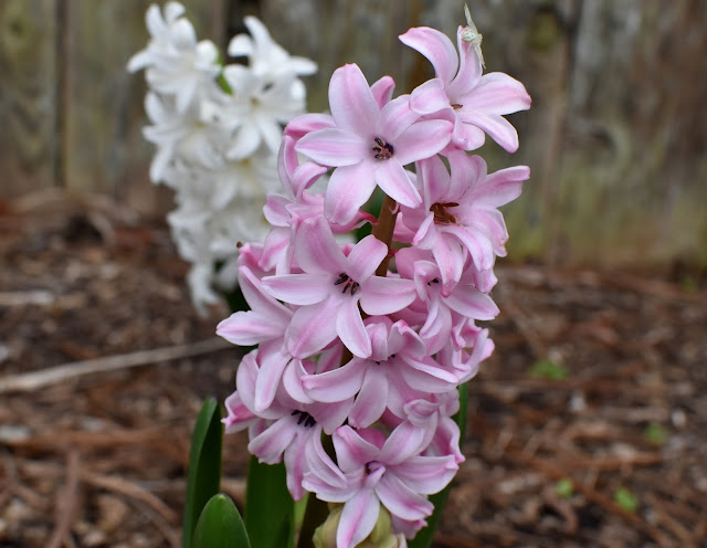 Hyacinth inflorescence