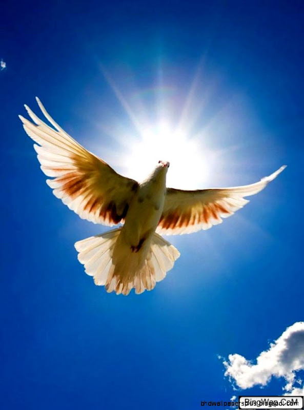 Free Mobile Wallpapers Download   Wallpaper Zone