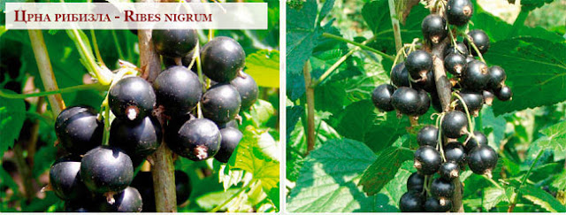 Black currant – Ribes nigrum