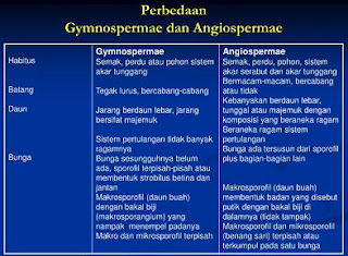 perbedaan monokotil dan dikotil,perbedaan gymnospermae dan angiospermae dalam bentuk tabel,perbedaan gymnospermae dan angiospermae tabel,persamaan gymnospermae dan angiospermae,