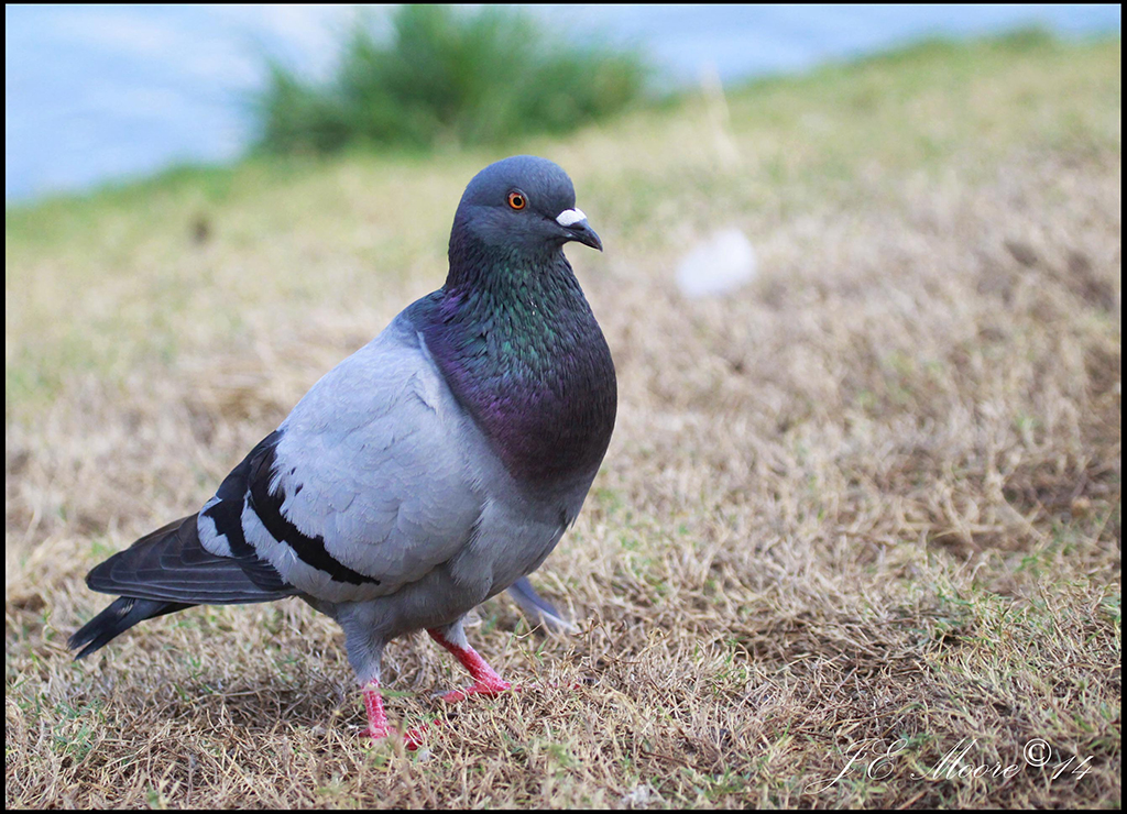 Birds of Barbados Rock Pigeon (Feral Pigeon)