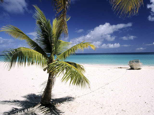 Palmeras Beach Palm Tree