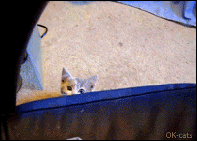 Art Cat GIF with caption • "SUP!?" Funny curious Kitten wants to see what humans are doing Art Cat GIF with caption • "SUP!?" Funny curious Kitten wants to see what humans are doing