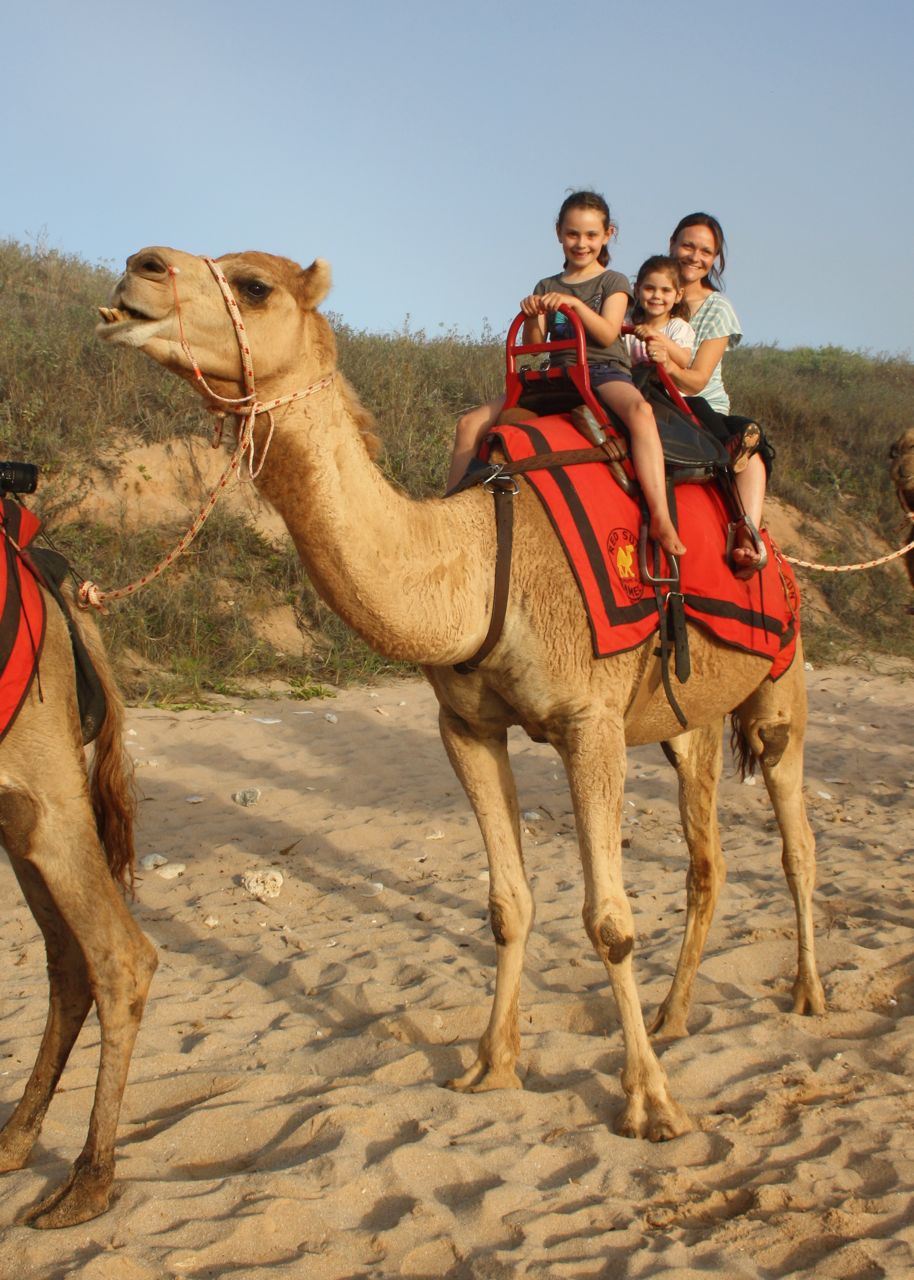 shanleylife Cable Beach Camels