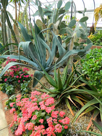 Centennial Park Conservatory agave pink kalanchoe desert garden by garden muses-not another Toronto gardening blog