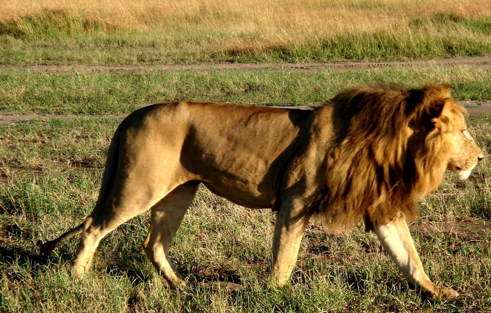 Male Lion Attack 34