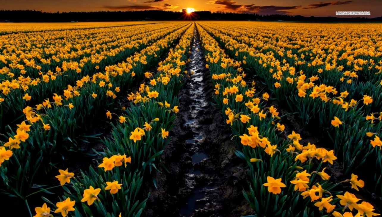 Spring Field Daffodils Nature Hd Wallpaper