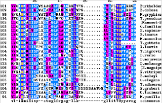 example of multiple sequence alignment with regions of similarity highlighted in colors