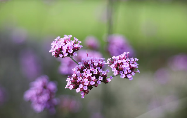 wild flowers 