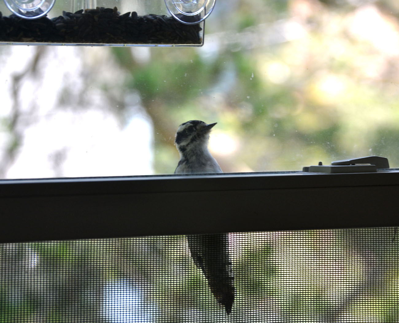 Woods Walks and Wildlife Window Feeder Birds
