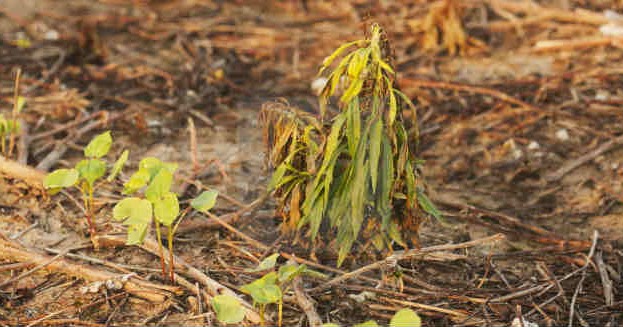Fish and plant species dying картинки. Endangered species of plants. Gilbertiodendron maximum. Plant species dying. проросток грецкого ореха.