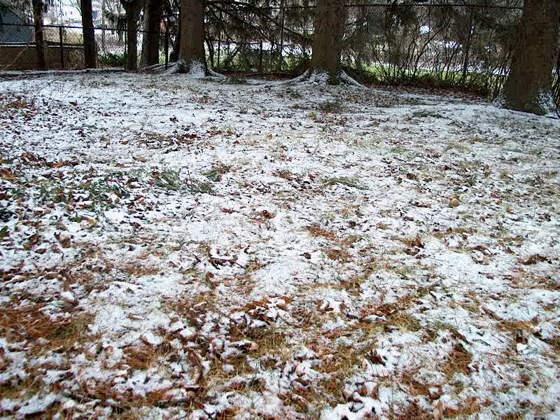 Bill's Photos Dusting of Snow in My Yard (Dec.25,2012)