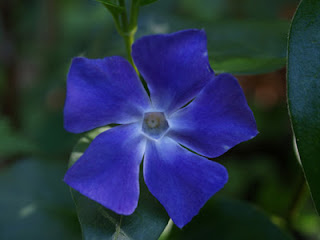 Vincapervinca (Vinca minor)