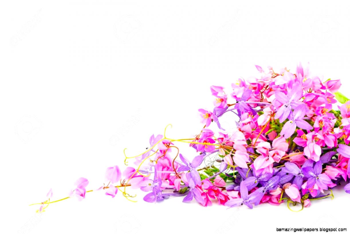 Summer Flowers Background Beautiful Pink And Purple Flower