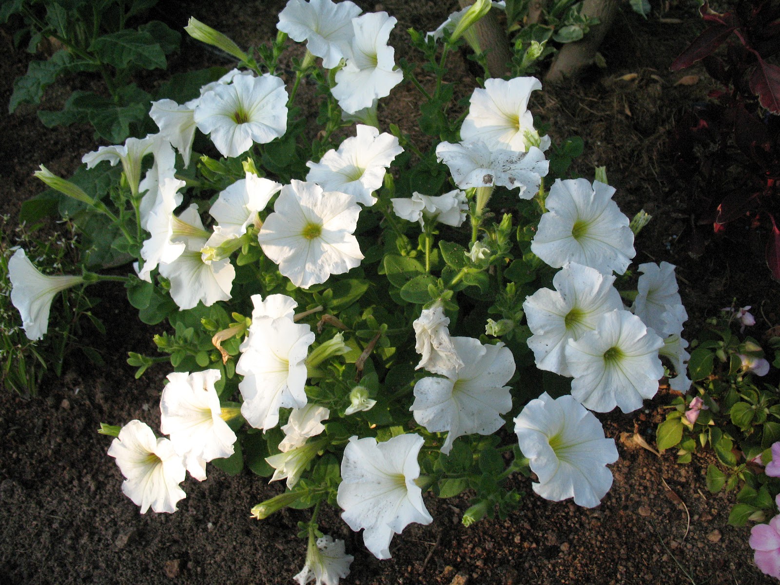 Roses du jardin Chêneland: Pour un massif de fleurs blanches