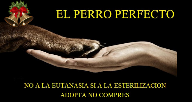 El Perro Perfecto