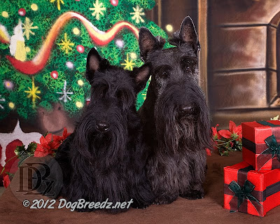 Grace and Merlin, the Scottish Terriers, pose for their annual Holiday tradition:  the family Christmas photo