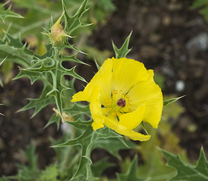 Argemone mexicana medicinal uses pdf image