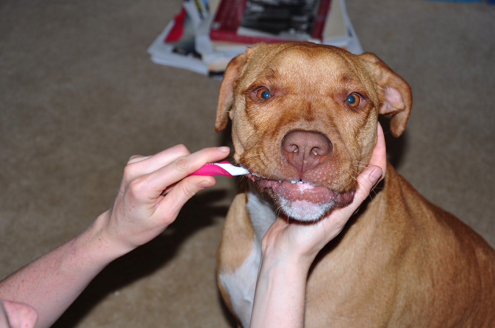Leopold's Crate Tips on brushing your dog's teeth.