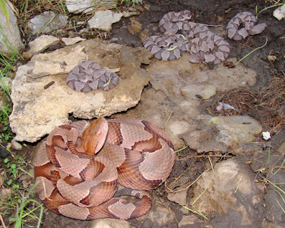Venomous Snakes in Missouri