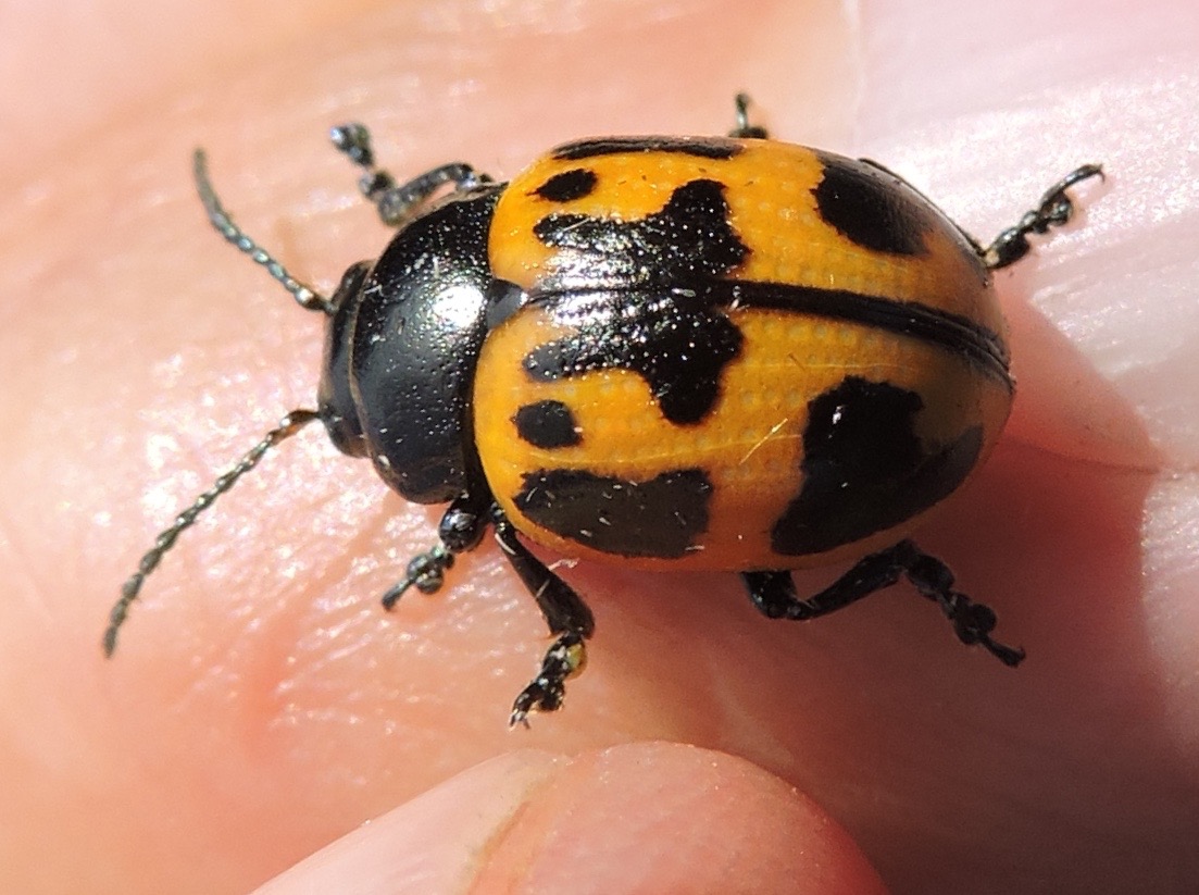 Springfield Plateau Milkweed Leaf Beetle