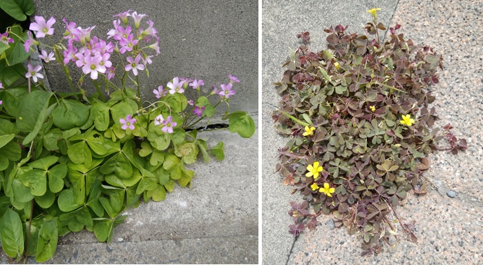 こんな感じのピンクと黄色の花