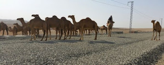 Proyecto Haramain: El AVE del Desierto: Una experiencia personal