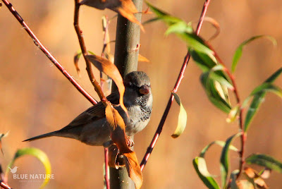 Macho de gorrión común (Passer domesticus), el vecino de los ciudadanos por excelencia. Aunque sea un ave común, cada vez es más escasa, ahora en la vegetación de ribera ha encontrado algo más de refugio y alimento.