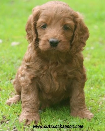 Cute Cockapoos Progression Of A Cockapoo Puppy Week By Week Photos