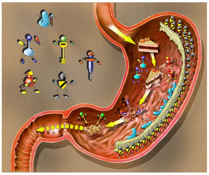 Digestive System digestive-system