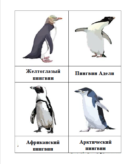 Занятие про пингвинов. Задания с пингвинами. Задания с пингвинами для дошкольников. Пингвины задания для детей. Карточка Пингвин.