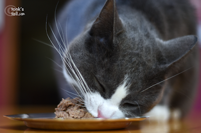 Gorgeous girlcat delicately nibbling at Purina Muse Paté #MyCatMyMuse