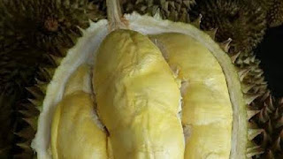 Buah Durian Bawor