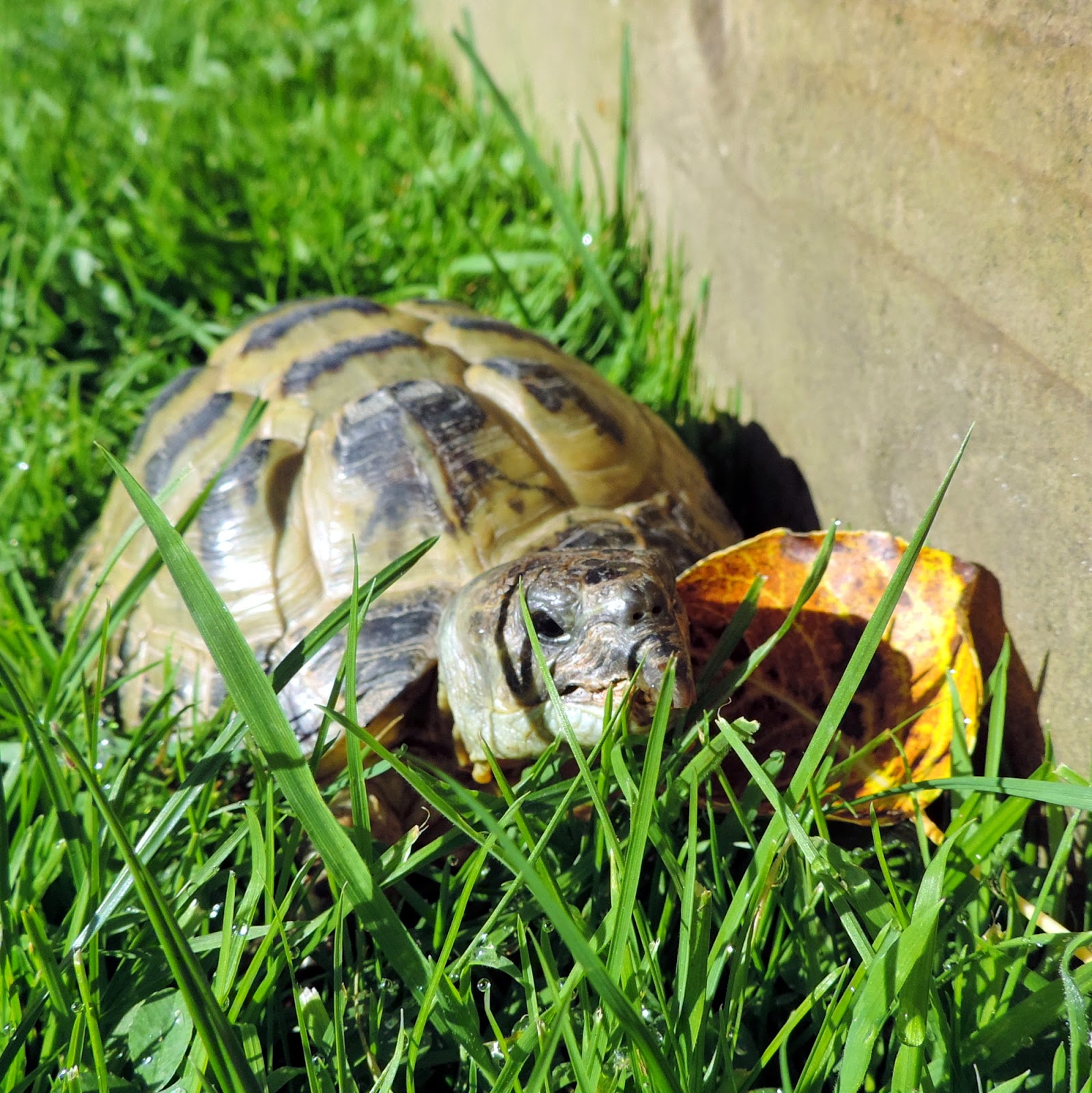 the-glebe-blog-galloway-wildlife-conservation-park