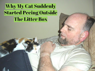 When cats toilet outside the litter box, there could be a logical explanation.  Why do Cats urinate outside the litter box?