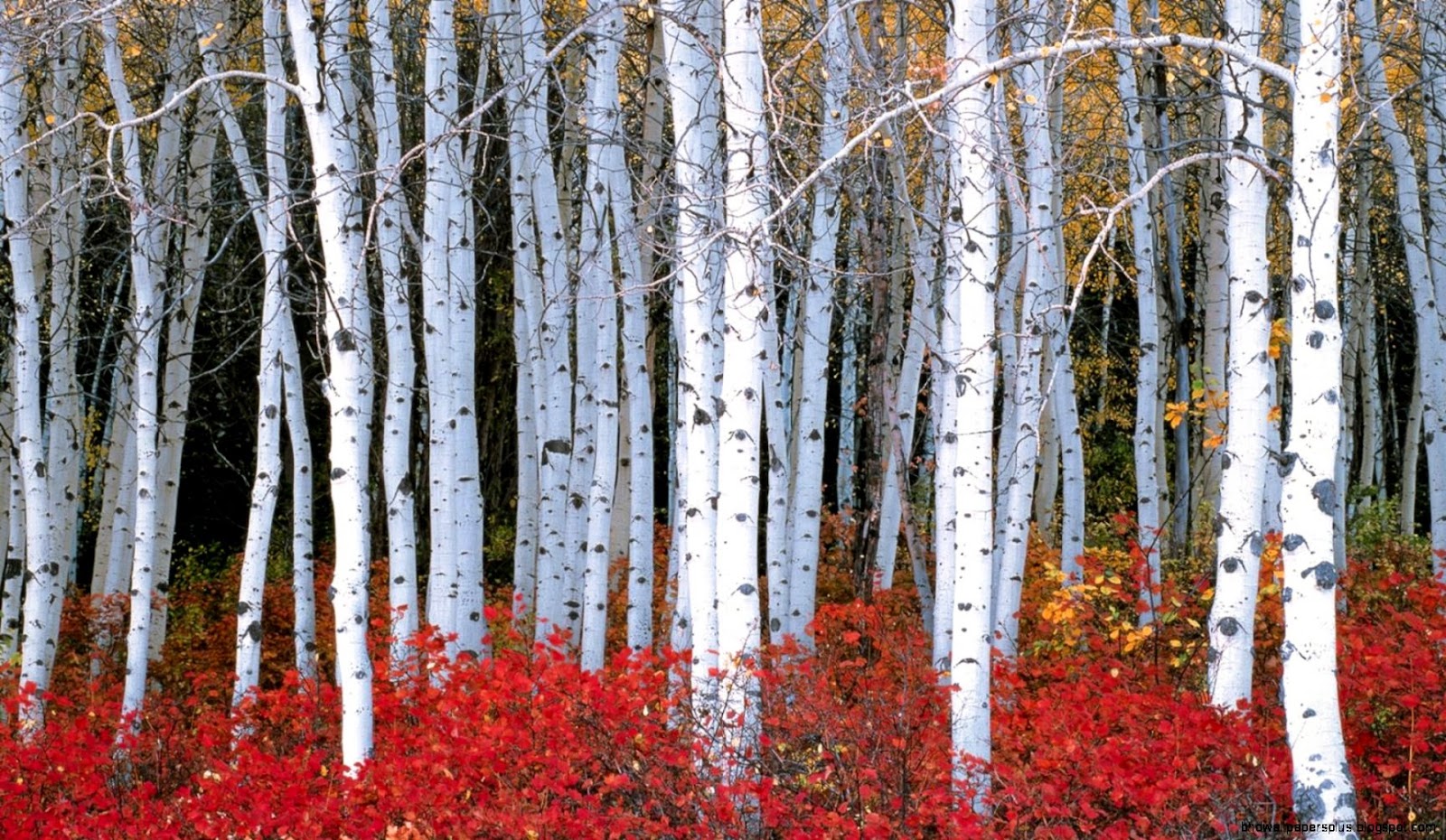 Aspen Forest Wasatch Mountains Utah