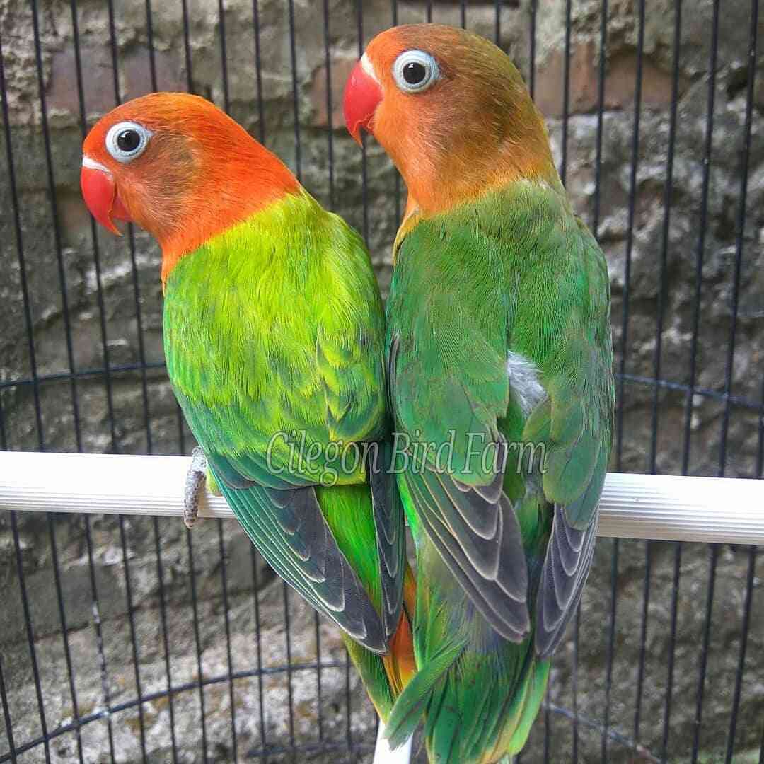 Ciri Split Biola Dan Cara Mudah Mencetak Biola Majalah Lovebird