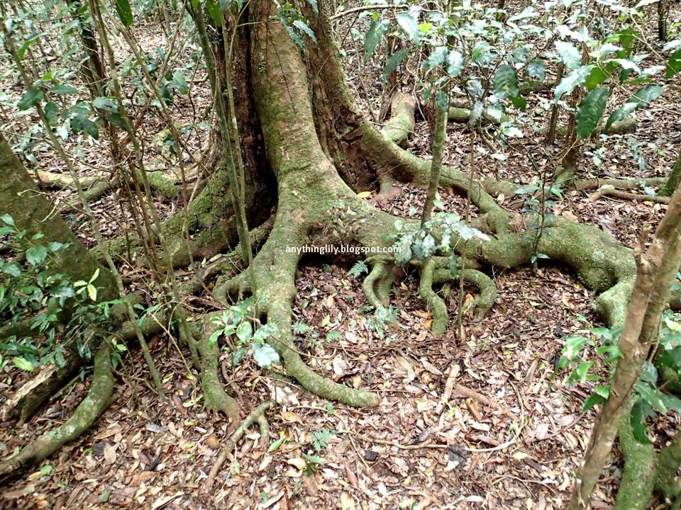 anythinglily: A Day Tour To Lamington National Park And Tamborine ...