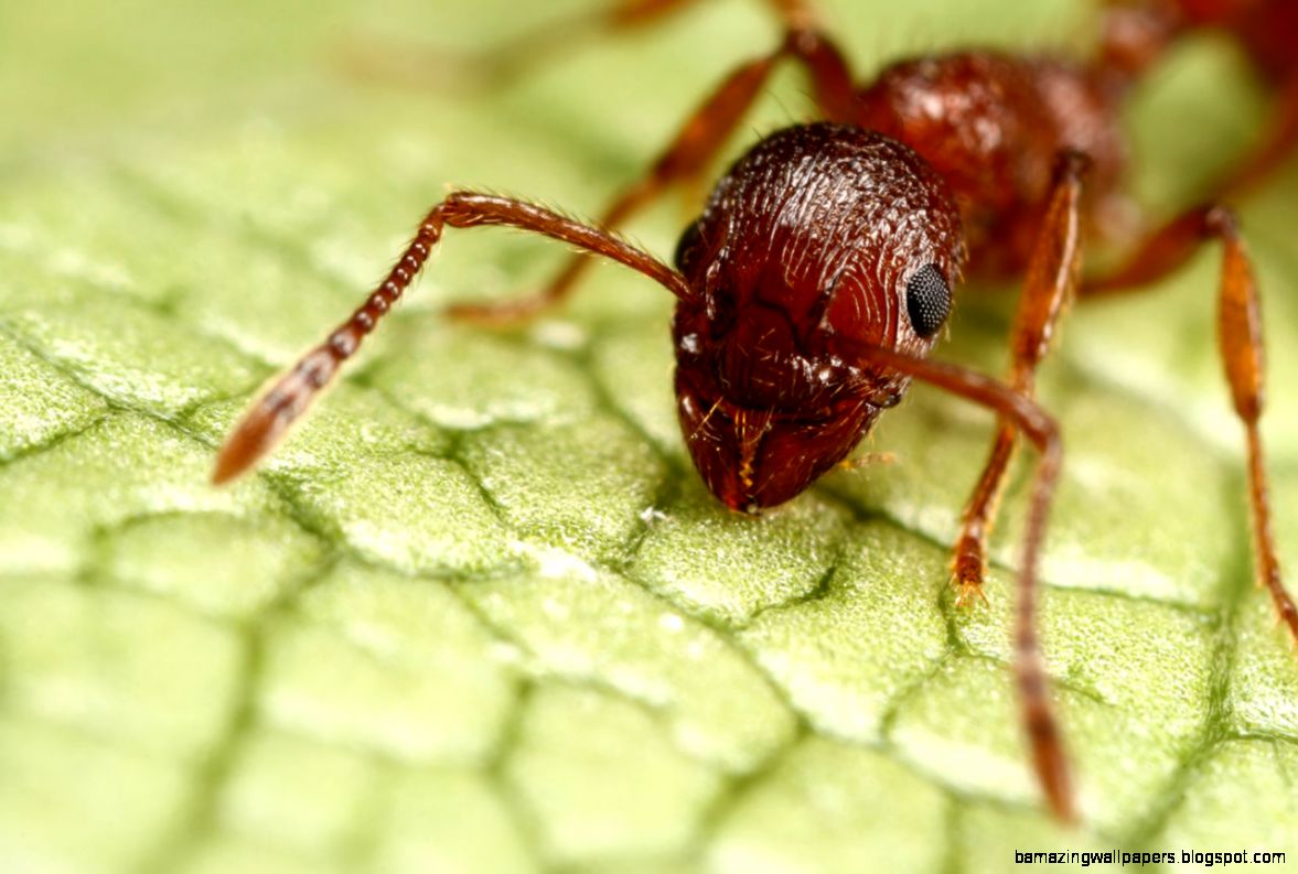 red ants red ants