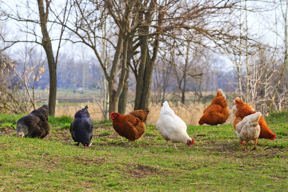 Backyard Chickens Raising Tips to Remember biographypedia