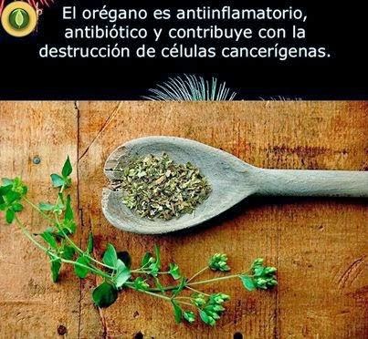 oregano para la próstata oregano para la próstata