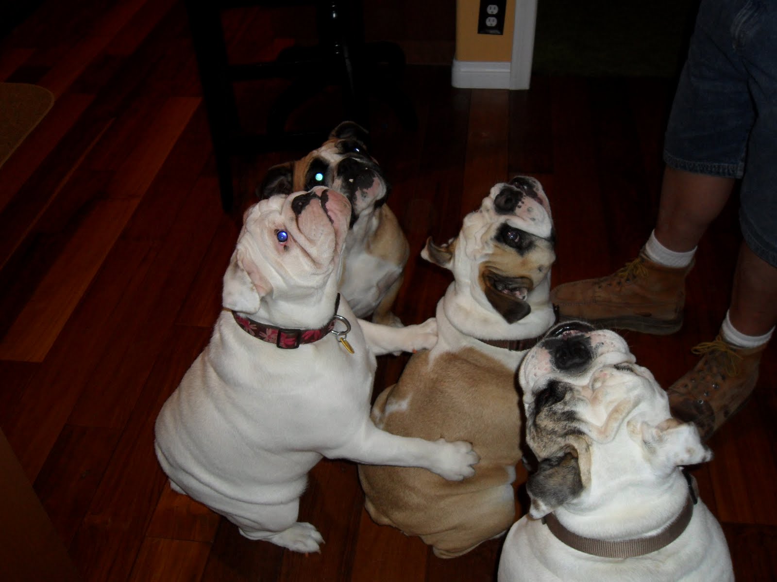 English Bulldogs A Journey Of LOVE
