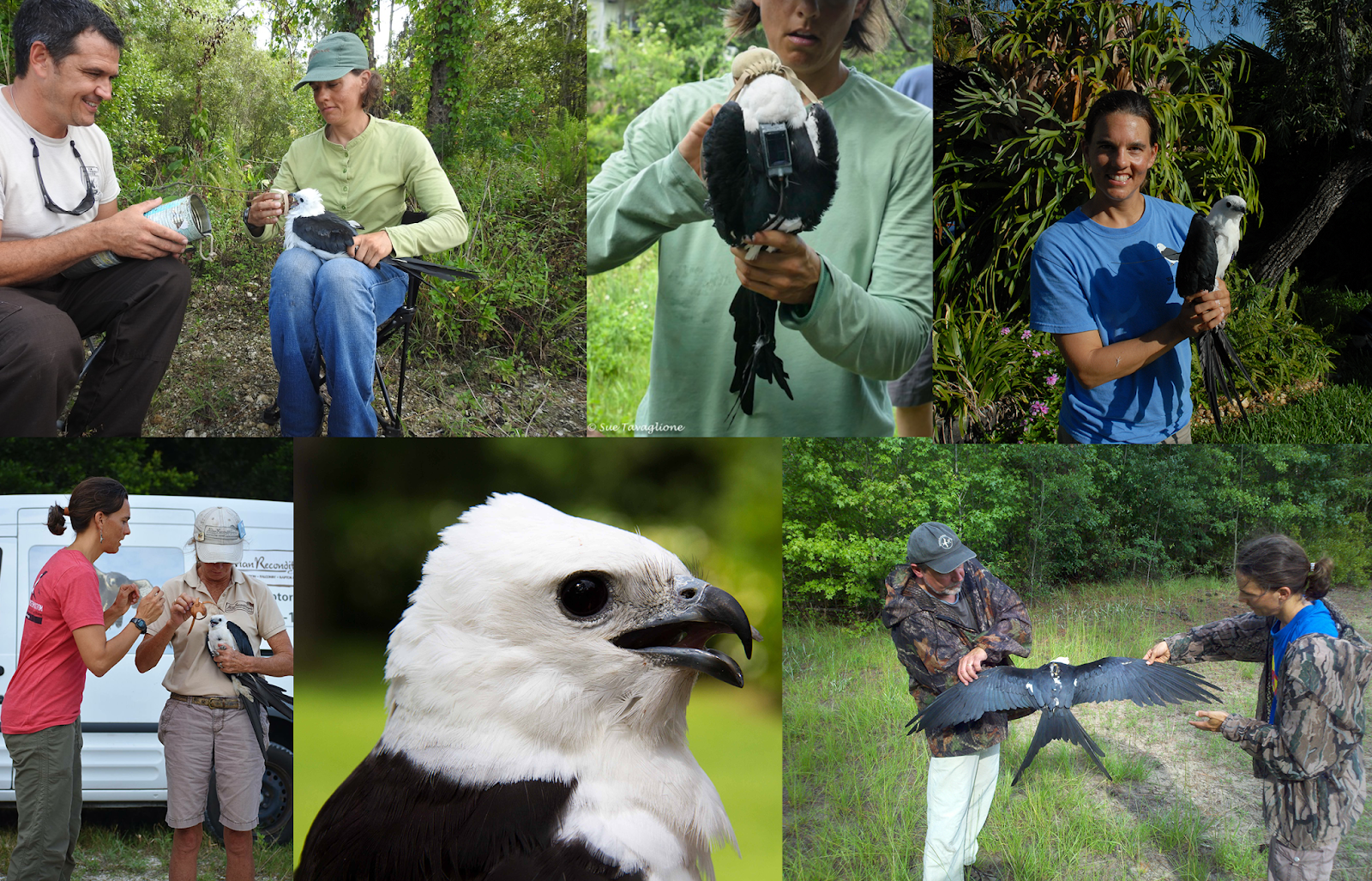 Swallowtailed Kite Migration New and Familiar Feathers; Eleven